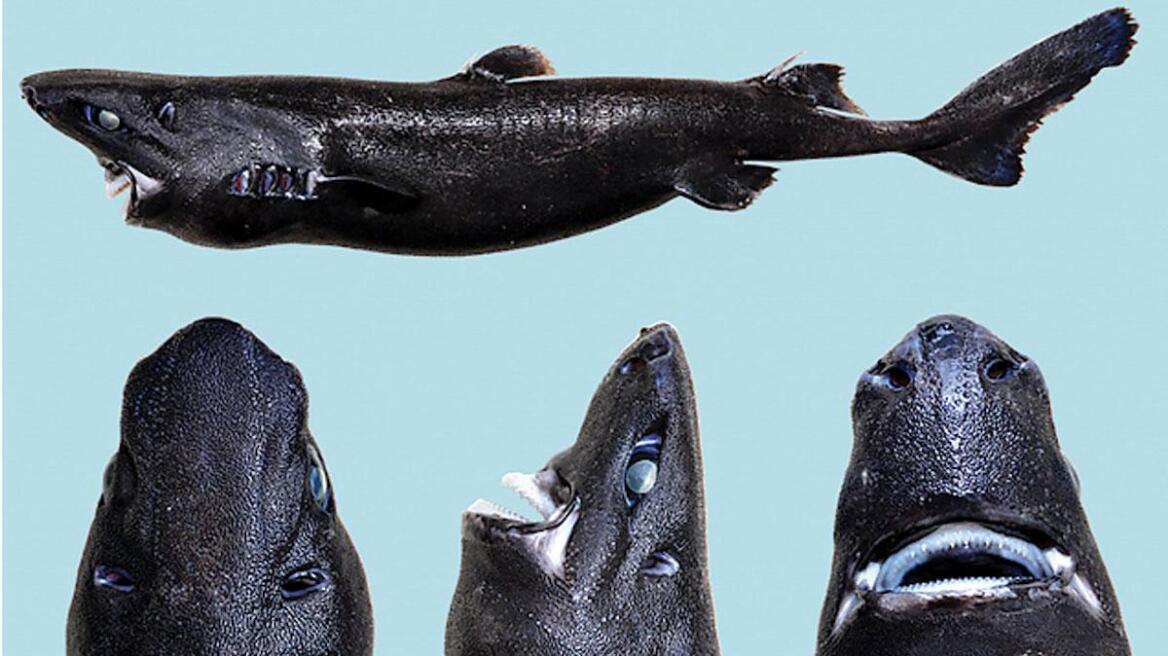Ανακαλύφθηκε νέο είδος καρχαρία που φωσφορίζει στο σκοτάδι!